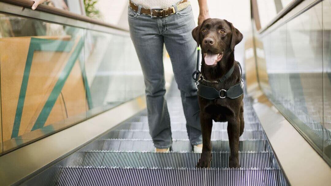 Types of Service Dogs & What They Do Purina